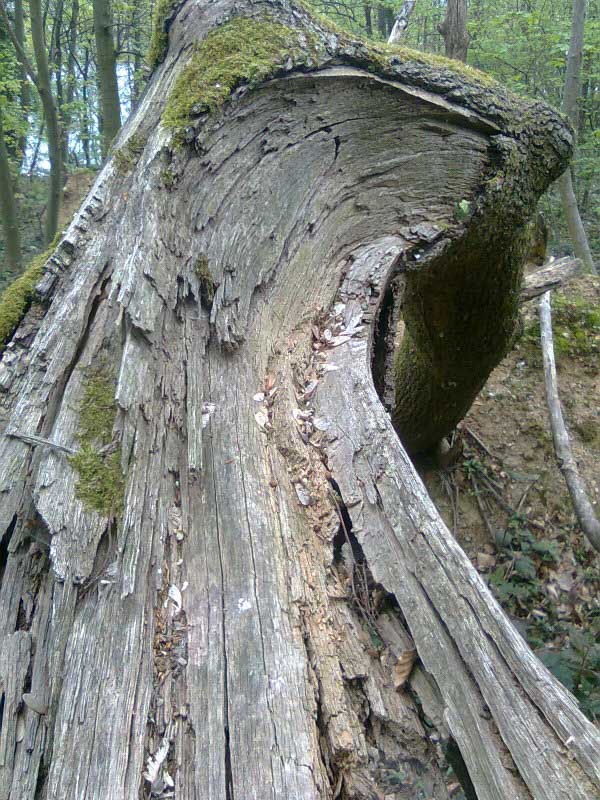 Selbstheilung im Wald mit einer Auszeit-im-Wald.ch