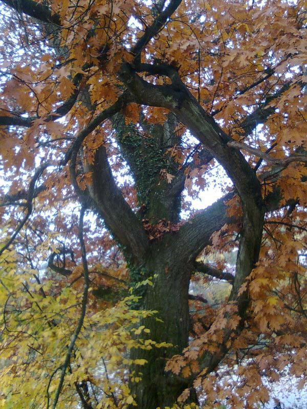 Den Wald mit allen Sinnen erfassen bei einer Auszeit-im-Wald.ch