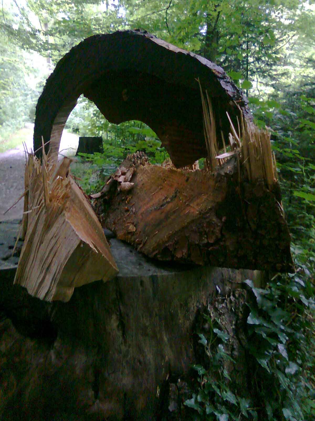 Vergiss den hektischen Alltag bei einer Auszeit-im-Wald.ch