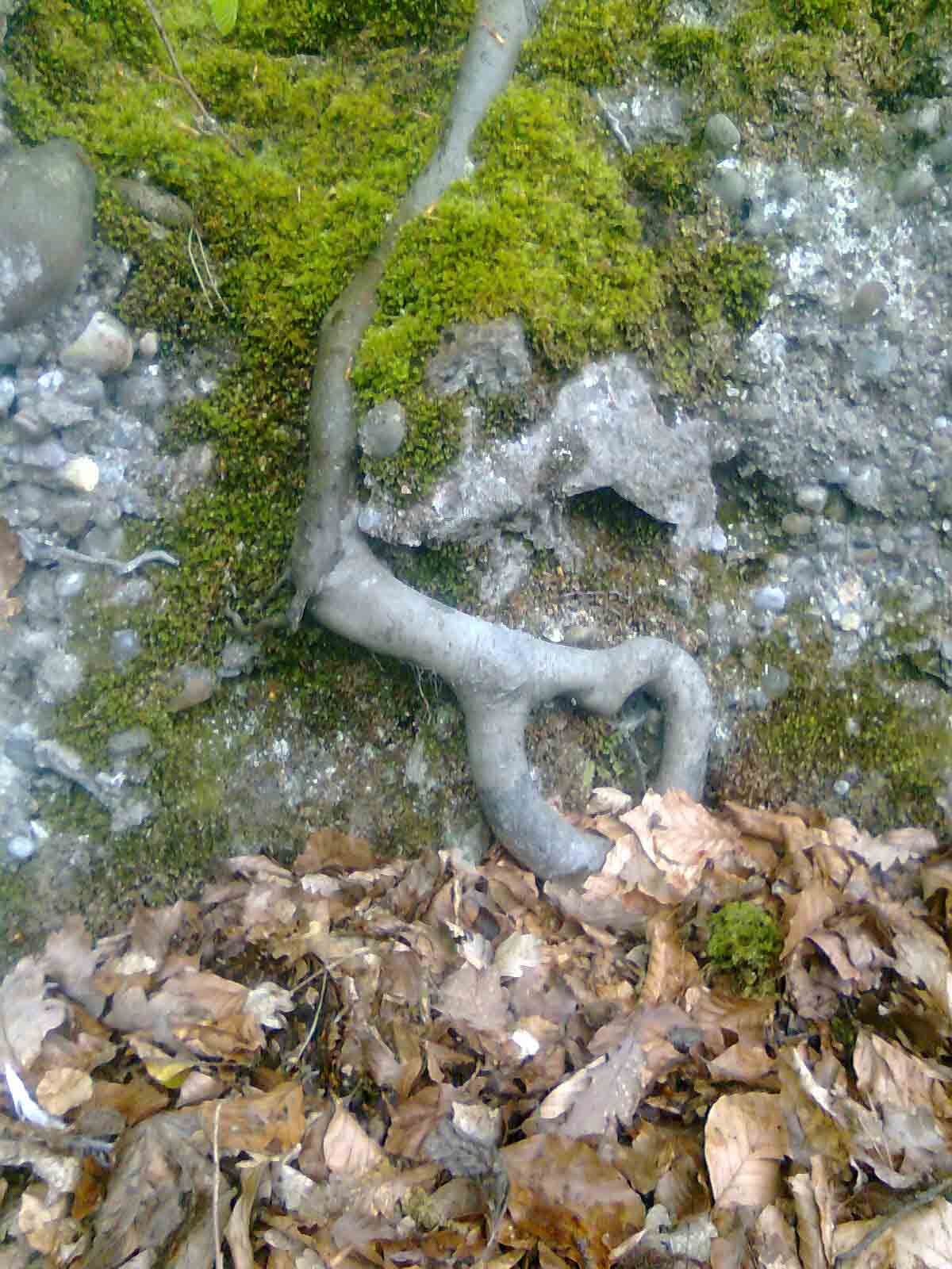 Entspanne dich bei einer Auszeit-im-Wald.ch