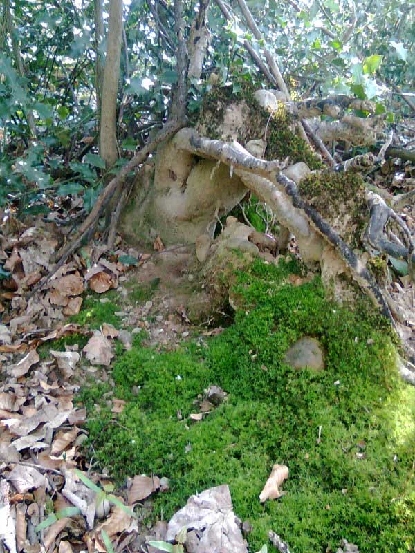 Befreie dich mit einer Auszeit-im-Wald.ch